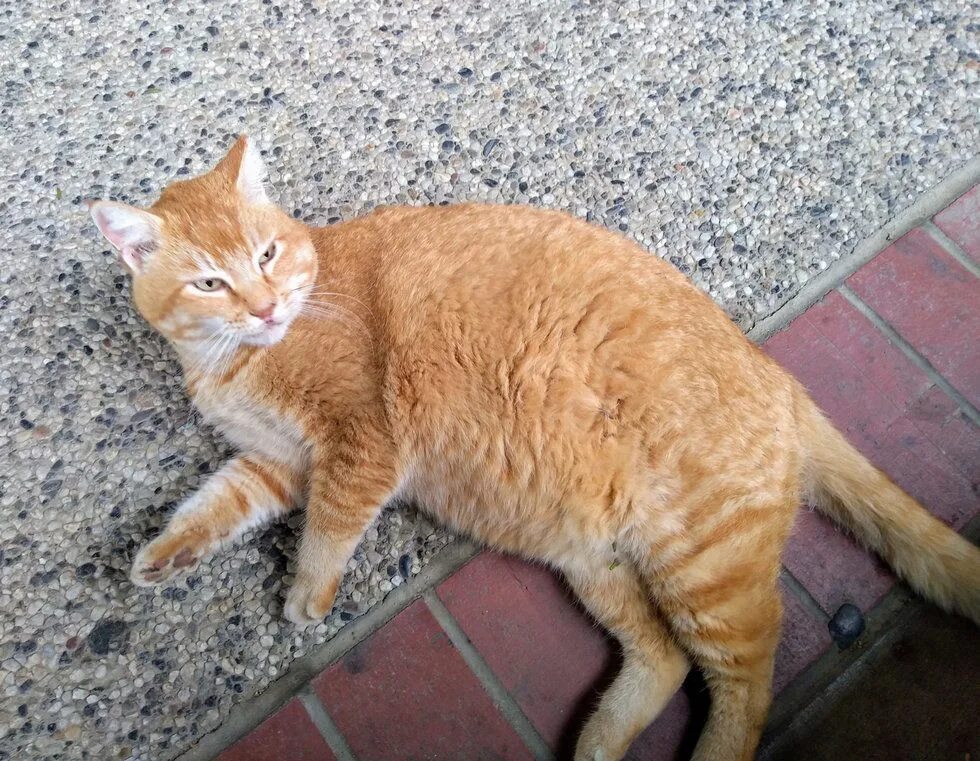 Кот худой не поправляется. Худой рыжий кот. кот растолстел. кот потолстел. кот поправляется.