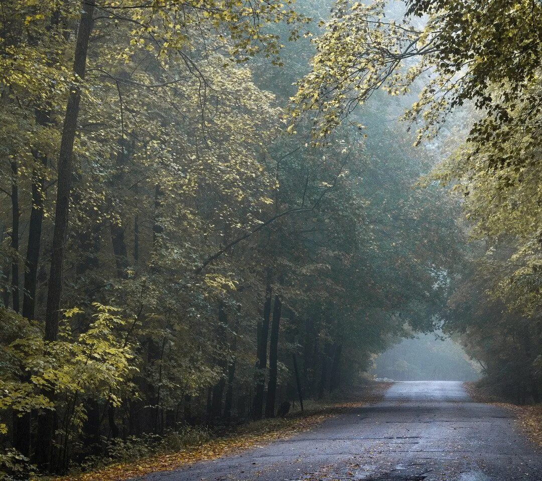 Дождь в лесу описание