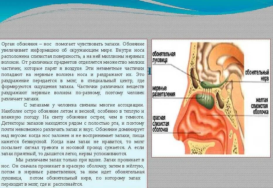 Не чувствую вкуса еды при простуде
