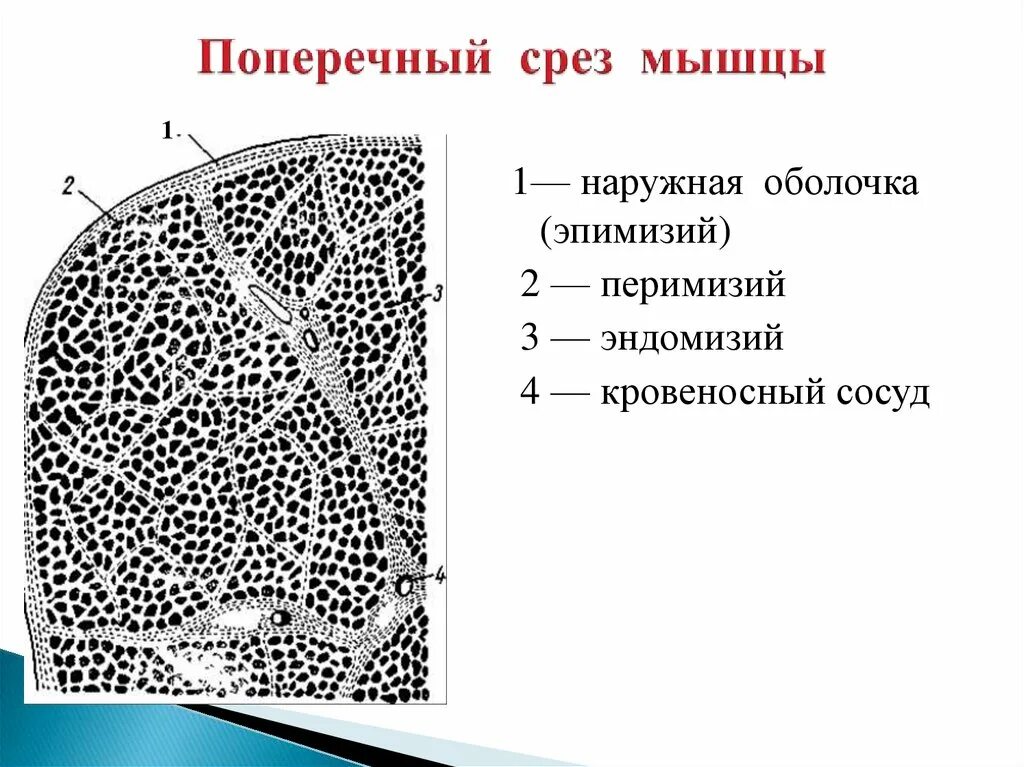 Данные поперечного среза. Поперечный срез мышечных волокон. Поперечный срез мышцы. Поперечный разрез мышцы. Эндомизий перимизий эпимизий.