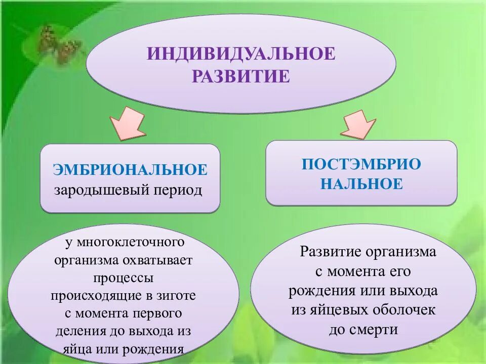 Индивидуальное развитие живого организма. Индивидуальное развитие. Развитие организма. Индивидуальное развитие организма это в биологии. Индивидуальное развитие организмов 9 класс.