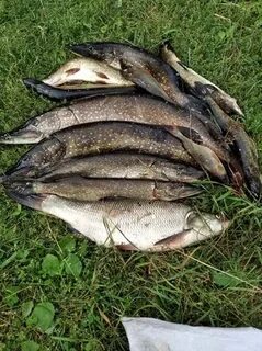 Рыбная поволжье