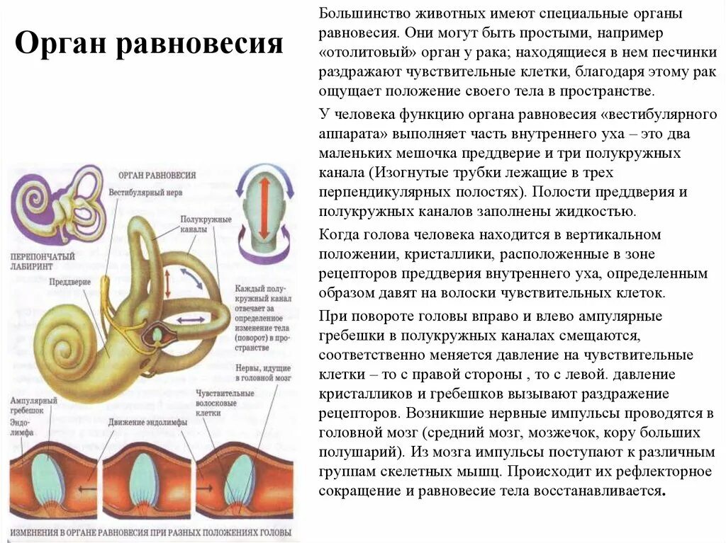 Вестибулярный аппарат таблица. Вестибулярный аппарат внутреннего уха строение функции. Строение органа равновесия анатомия. Орган равновесия вестибулярный аппарат строение и функции. Орган равновесия полукружные каналы.