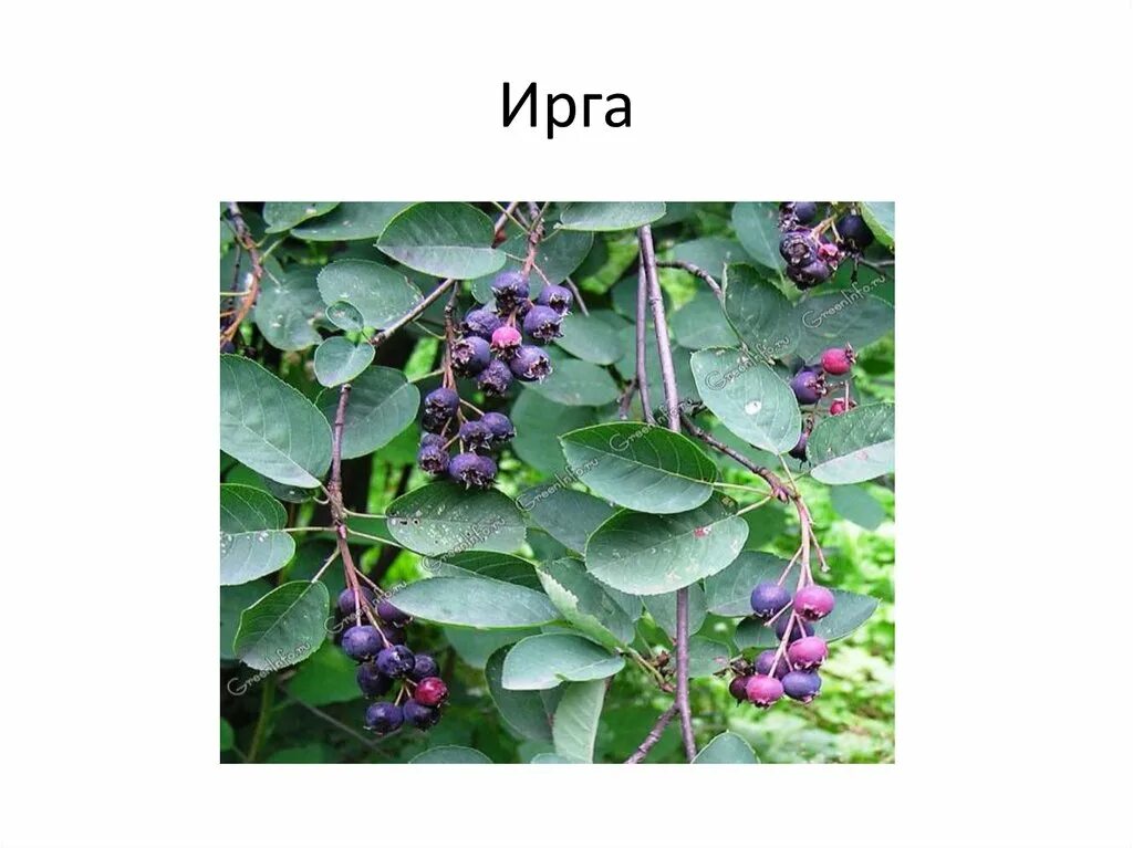 Ирга что можно из нее. Ирга садовая. ирга цвет. ирга презентация. ирга этикетка.