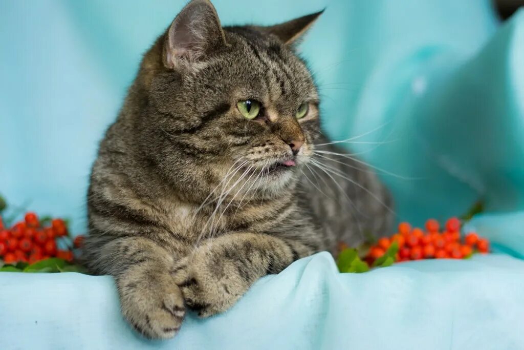 Коты муром. Коты муром. Кот мурмур фото. Котята муром. Мур кот.