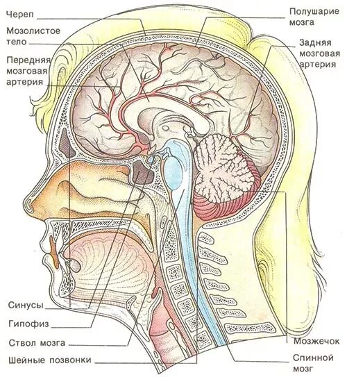 Зрительный нерв в головном мозге. Кровоснабжение мозолистого тела головного мозга. Кровоснабжение мозгового отдела головы. Пазухи головного мозга. Расположение человеческого мозга в черепе.