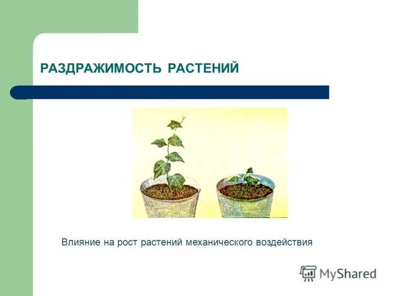 Примеры раздражимости у растений животных Картинки ТАКСИС