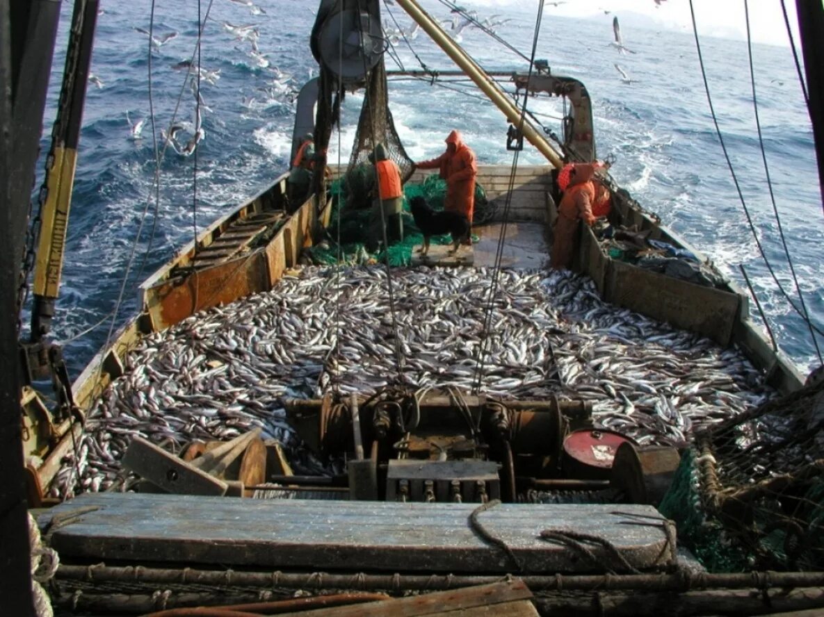 Морской рыбный промысел