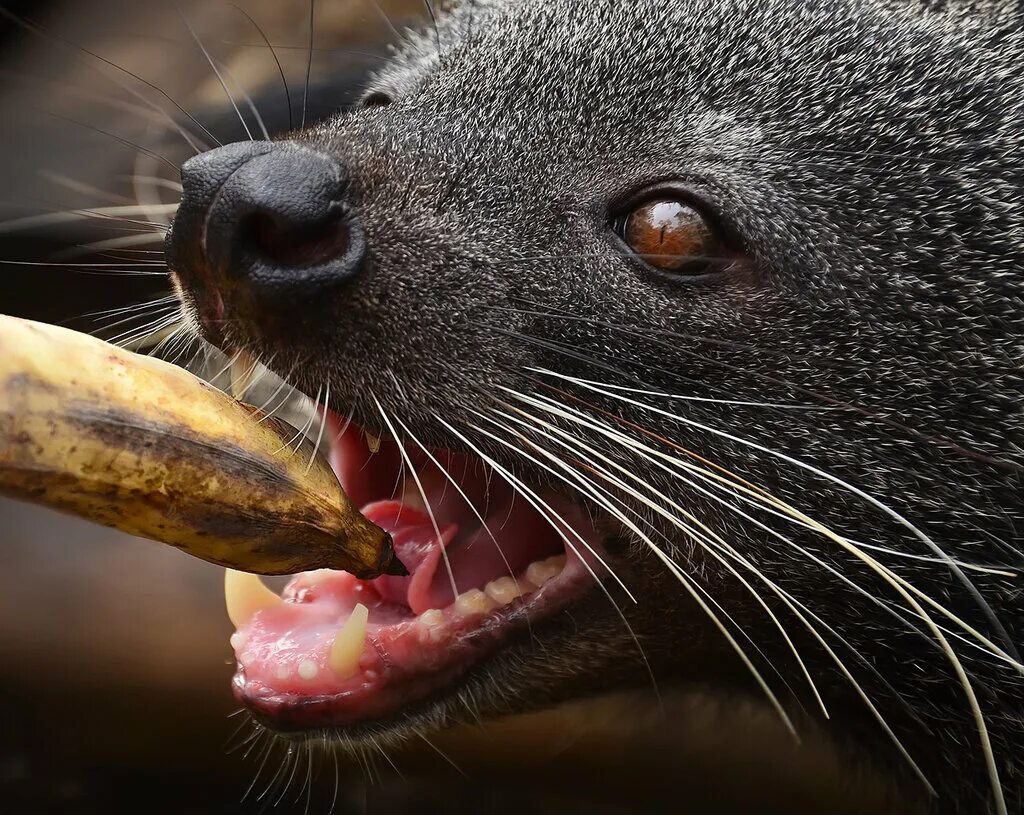 Харза. Индокитайский тигр (panthera tigris corbetti). Малайский медведь фауна азии. Звери азии. Малая панда.