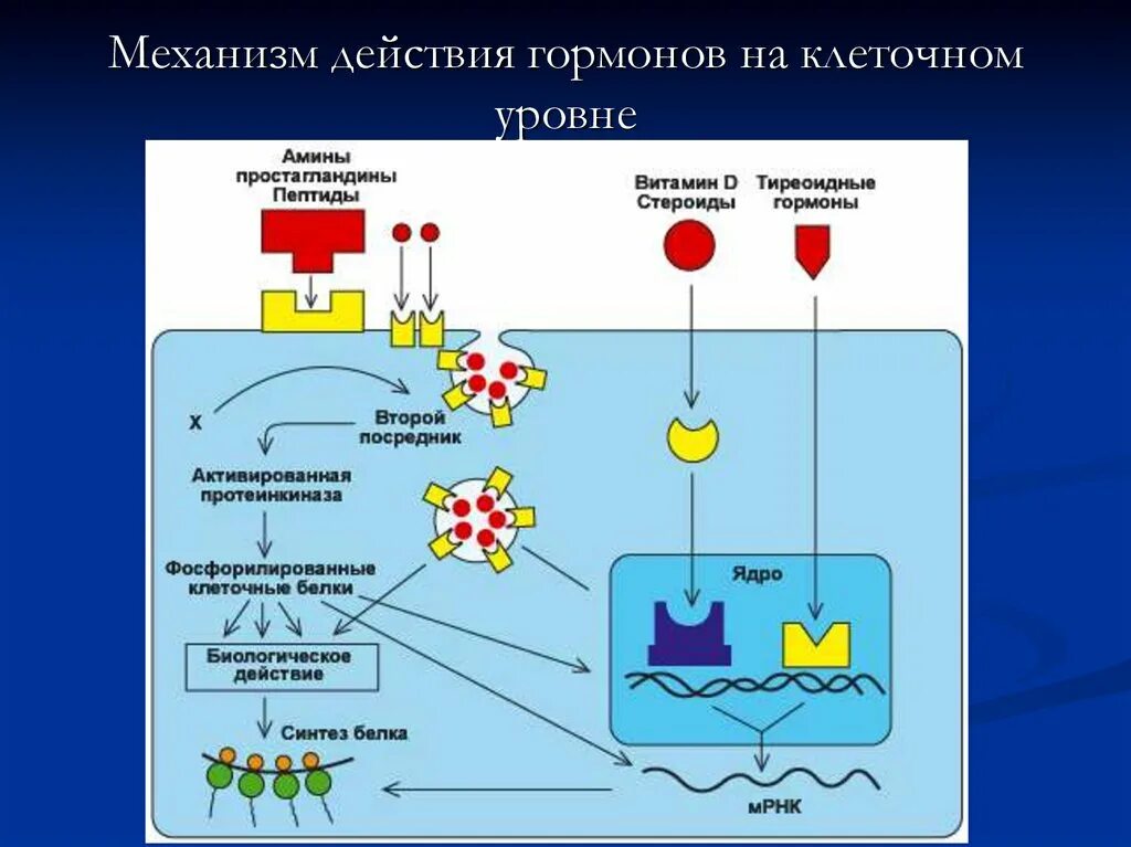 Механизм действия гормонов. Механизм действия гормонов на клетку. Действие гормонов на клеточном уровне. Механизмы секреции и действия гормонов. Специфическое действие гормонов заключается в том что