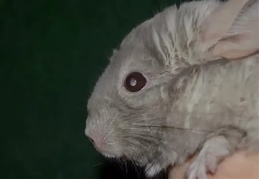 глаза шиншиллы