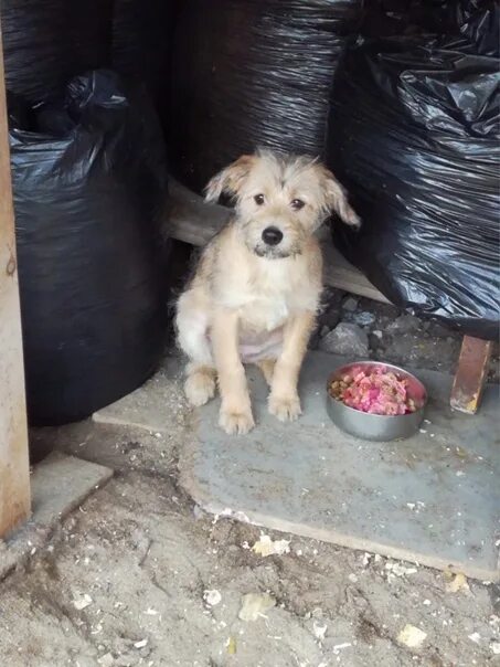 Приют Бусинка Барнаул. Подкидыши щенки котенка. Бусинка барнаул