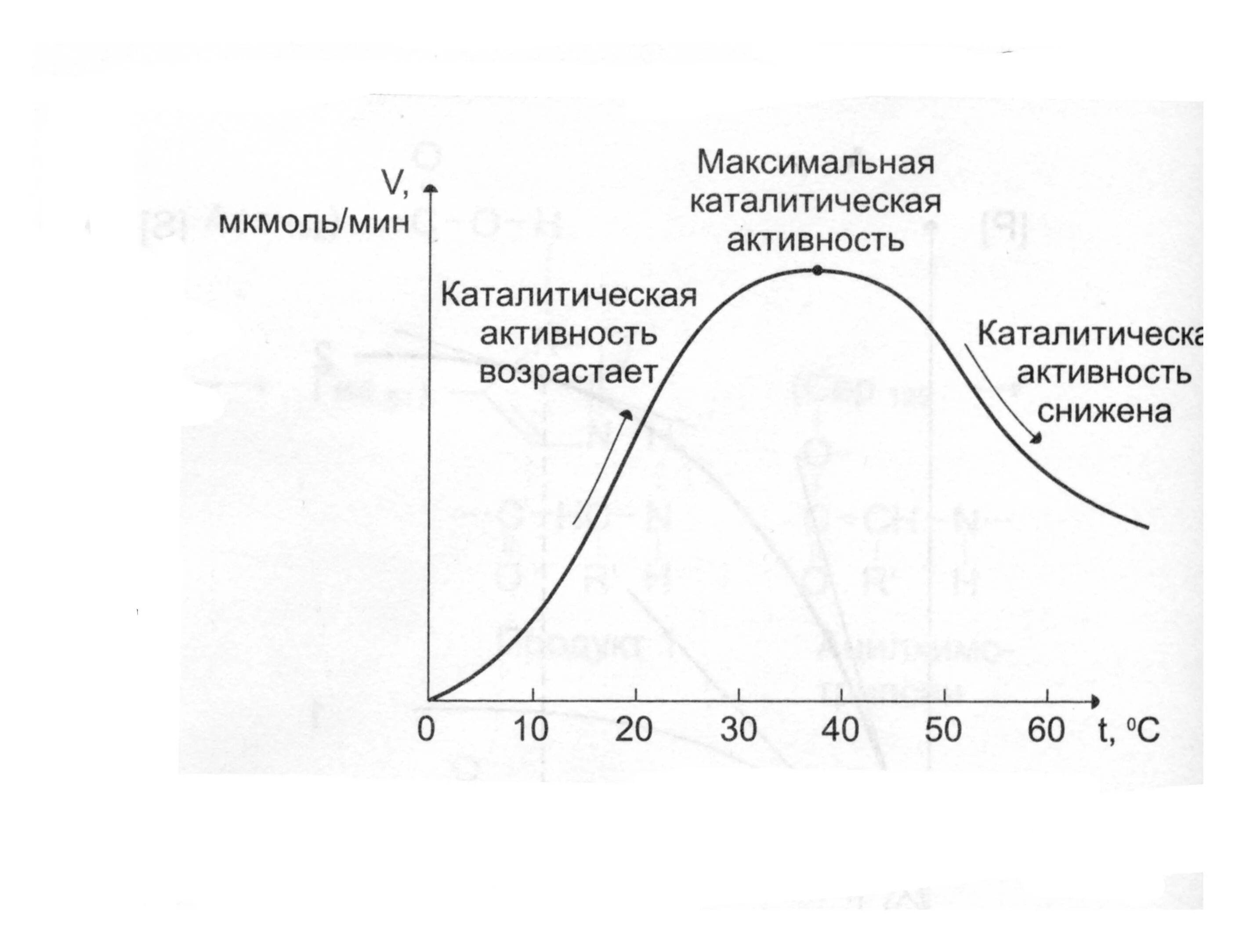 Изучение каталитической активности. Активность катализатора. Каталитическая активность. Каталитическая активность катализатора. Ностолитичская активность.