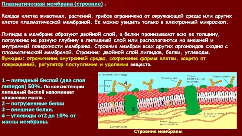 Строение и функции плазматической. Строение плазматической мембраны. Строение мембраны животной клетки. Плазматическая мембрана у растений и животных. Плазматическая мембрана каждая клетка животных и растений.