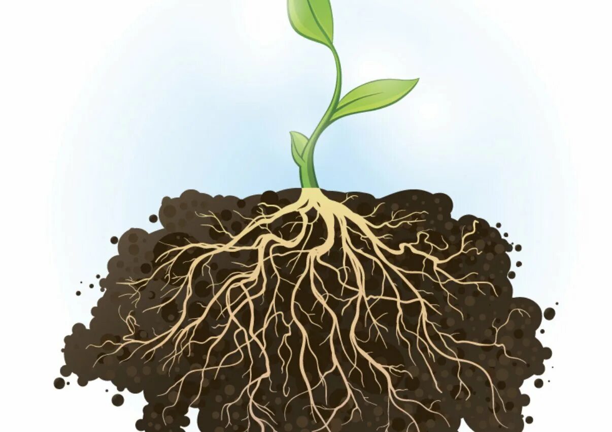 Root