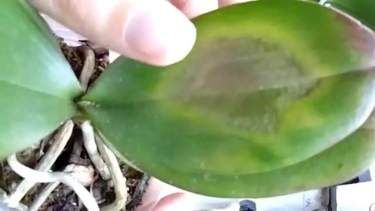 Протирание орхидеи. Полив орхидеи. Бактериальная гниль фаленопсис. Тургор листьев орхидеи. Орхидея фаленопсис пожелтели листья.