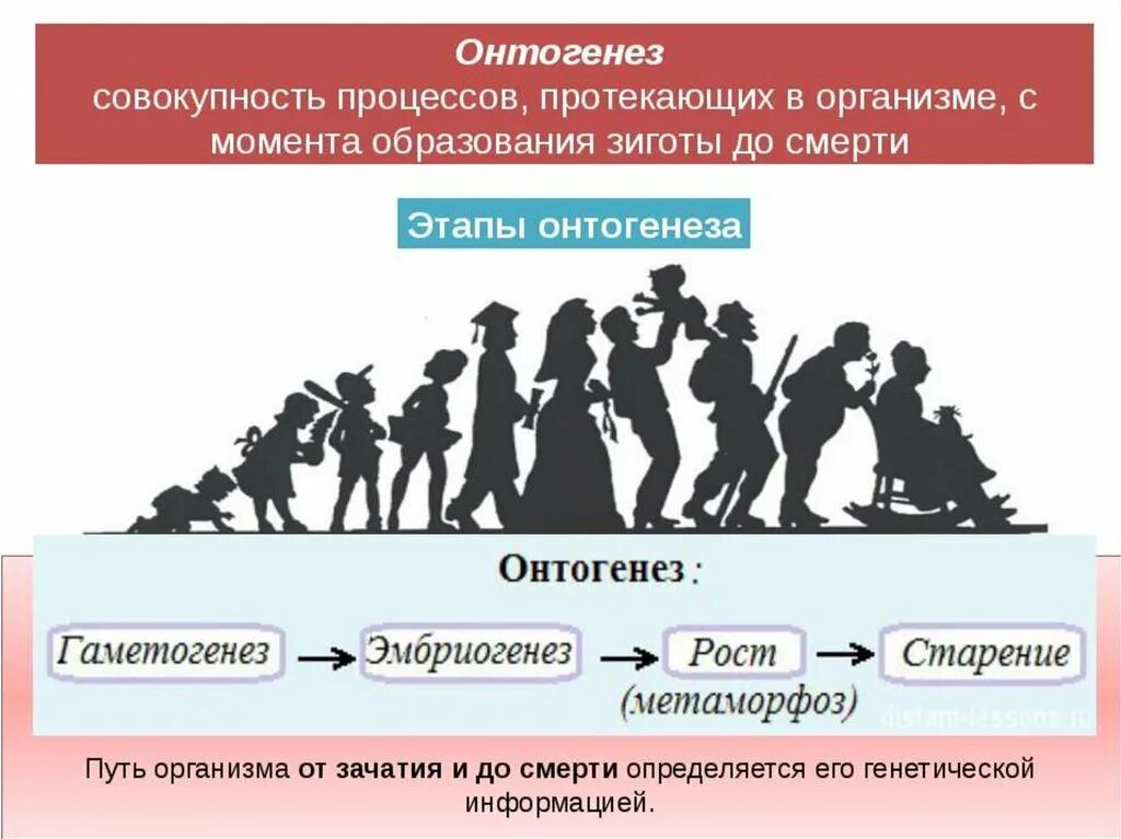 Онтогенез. Этапы онтогенеза. Этапы онтогенеза человека. Этапы онтогенетического развития человека.