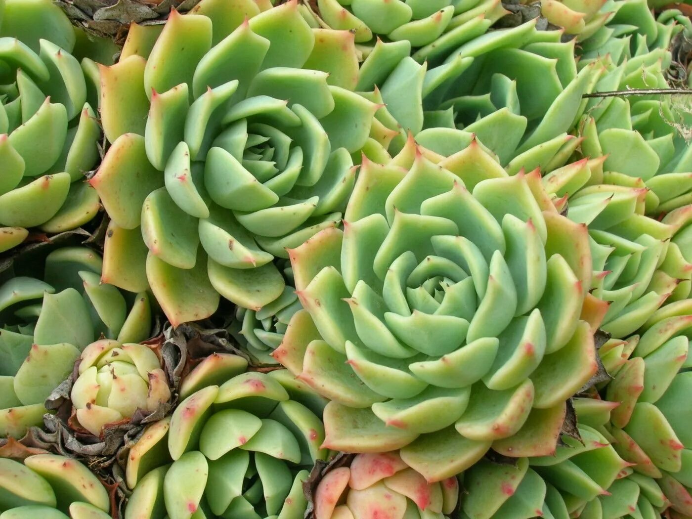 Алоэ с толстыми листьями. Эхеверия толстянка. Echeveria Crassulaceae. Суккулент эхеверия Echeveria.