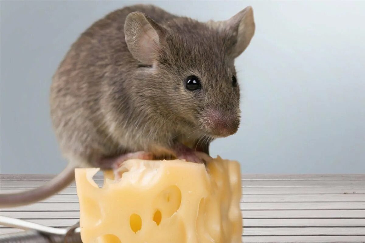 Мышонок с сыром. Мышь с сыром. Серый мышь с сыром. Толстая мышь. Про мышей и сыр
