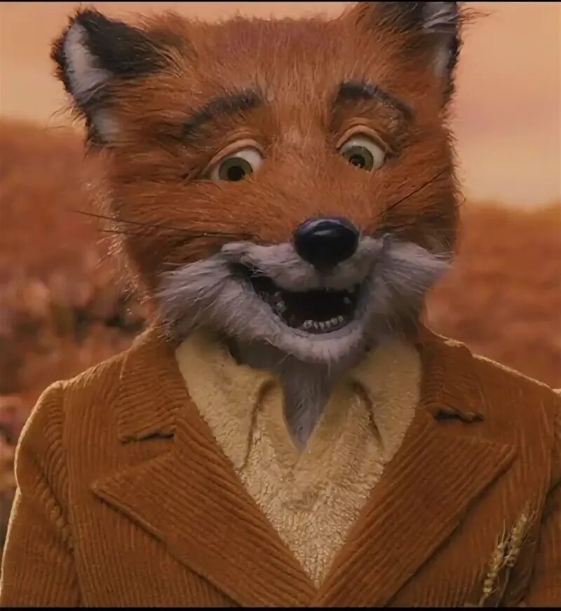 Бесподобный Мистер Фокс. Mr Fox Чита. Mr Fox пицца. Мистер Фокс Чита фото. Fox читы
