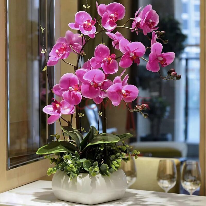 цветок орхидея фаленопсис. комнатный цветок орхидея фаленопсис. орхидея фаленопсис. орхидея в горшке дома. комнатный цветок фаленопсис.