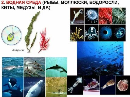1 обитатель водной среды