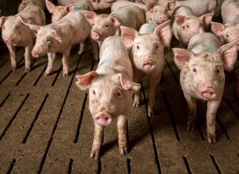 Загон для свиней. Поросята в свинарнике. Стадо свиней. Свиньи на ферме. Свинья в свинарнике