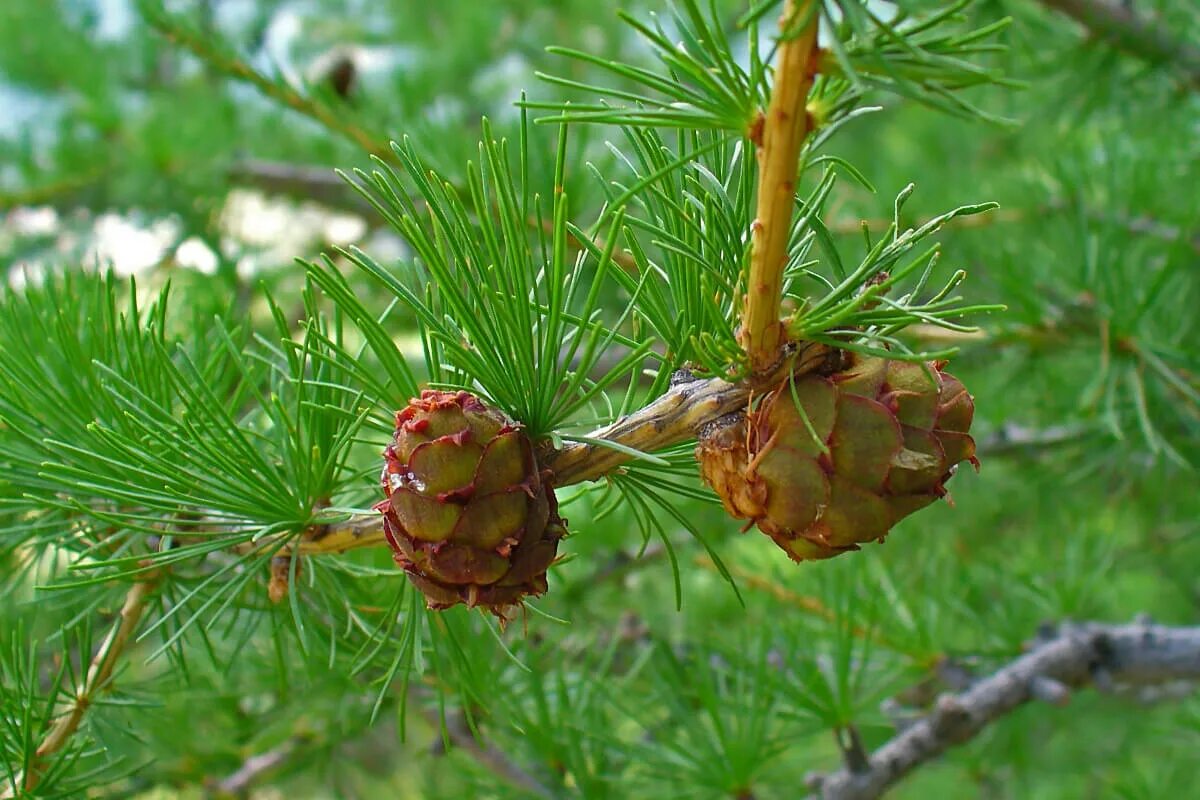 Лиственница Сибирская Larix sibirica. Лиственница Larix decidua. Лиственница европейская Larix decidua. Лиственница европейская хвоинки.