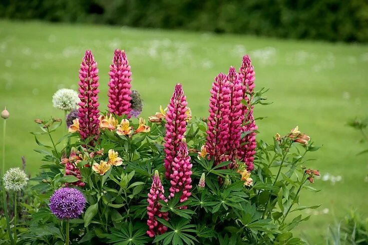 Genius Flower Beds Ideas For Garden 37 Iris garden, Garden planning, Garden flow