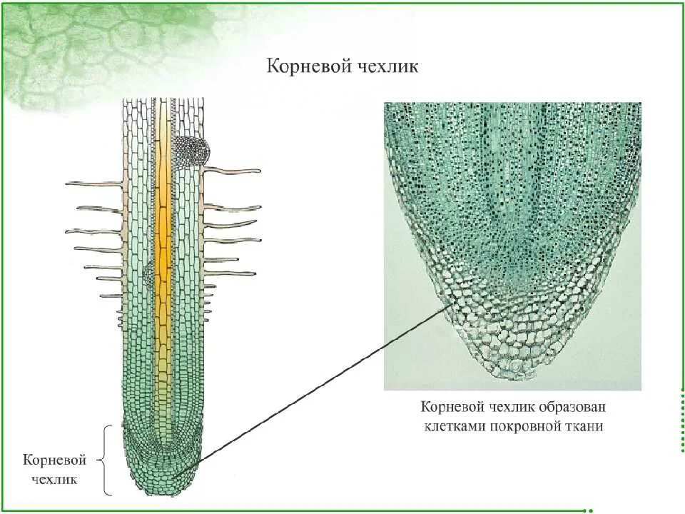 Строение молодого корня фасоли под микроскопом. Корневой чехлик ткань. Клетки чехлика корня. Строение корня чехлик. Корневой чехлик под микроскопом рисунок.