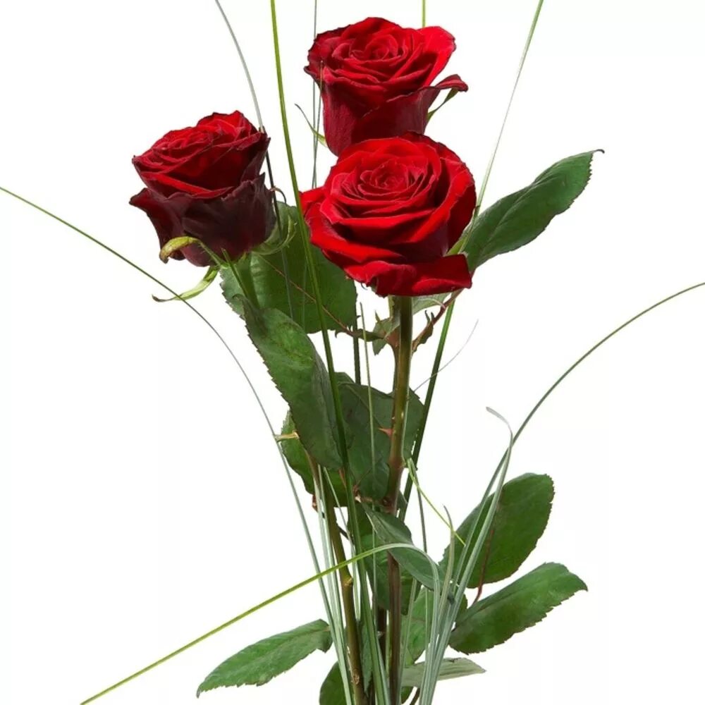 Розы 3 цветка. Букет из трех роз. Красивый букет из трех роз. Букет из трех красных роз.