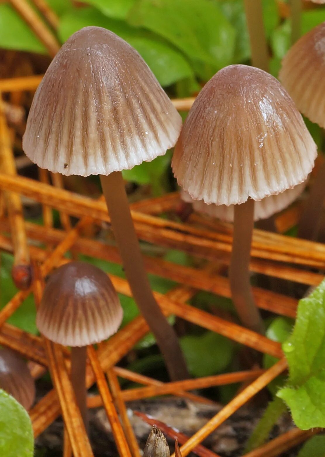 Мицена. Голубая мицена. mycena olivaceomarginata. гриб мицена обыкновенная. мицена волосистая гриб.
