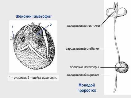 Чем представлен мужской гаметофит цветковых