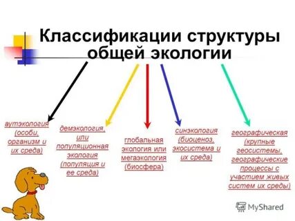 Аутэкология какой уровень