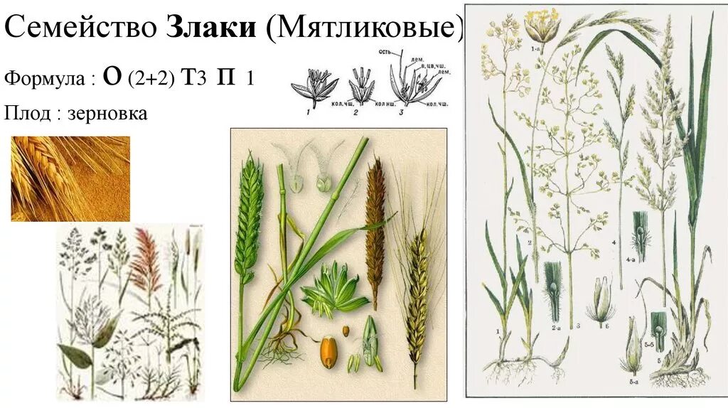 Злаки растения примеры названия. Злаковые Мятликовые формула цветка. Формула цветка злаки Мятликовые. Семейство Мятликовые формула цветка. Мятлик Луговой плод.