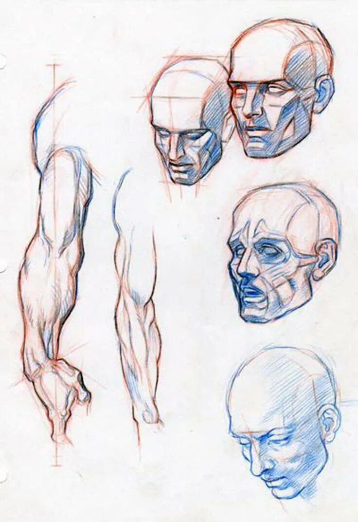 Анатомия человека референс головы. Анатомия головы и лица референс. Ракурсы тела для рисования. Рисование головы в разных ракурсах. Референс головы человека