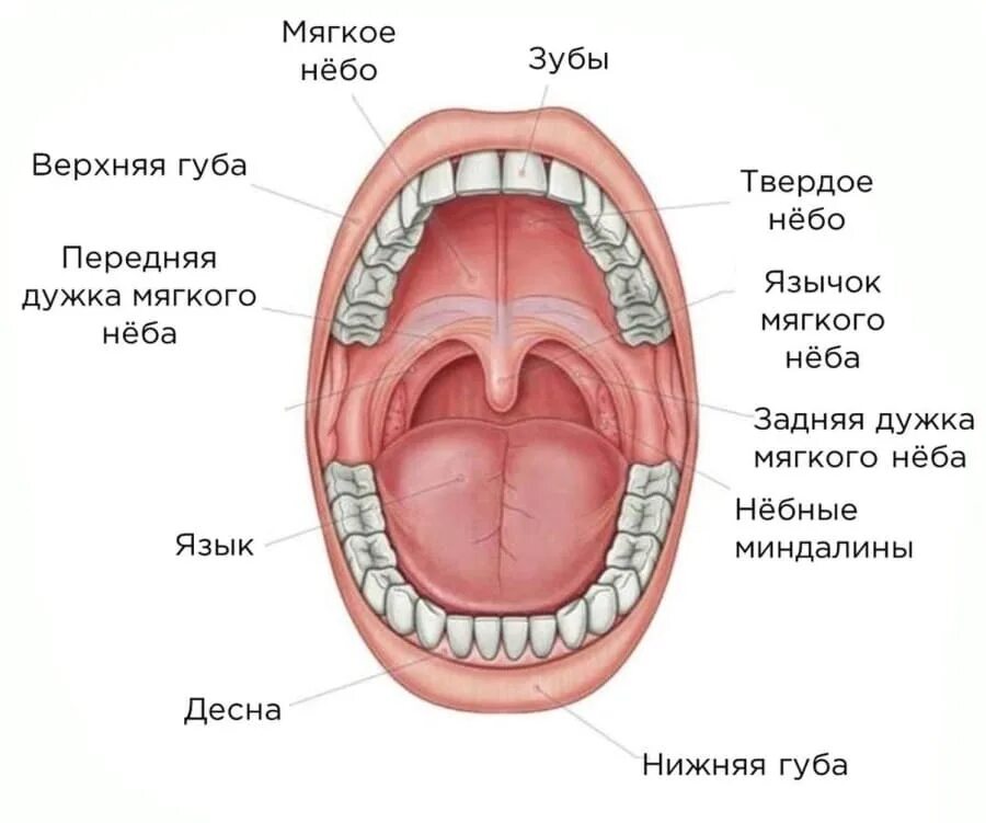 Язычок во рту как называется. Небо ротовой полости анатомия. Твердое и мягкое небо анатомия человека. Мягкое небо ротовой полости. Строение нёба Анатомическое.