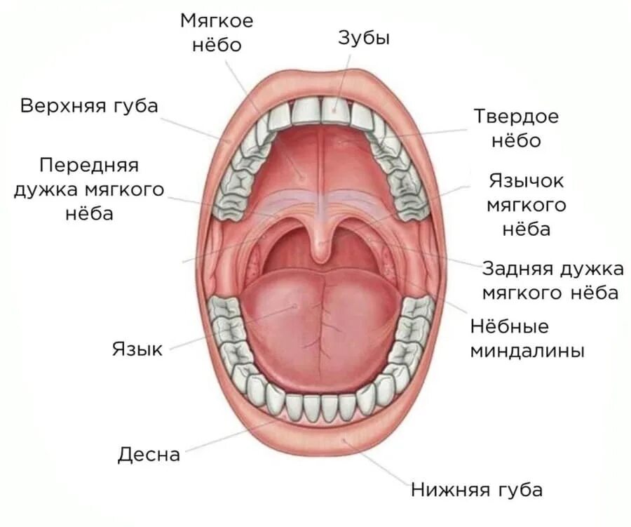 Небо ротовой полости анатомия. Твердое и мягкое небо анатомия человека. Мягкое небо ротовой полости. Строение нёба Анатомическое.