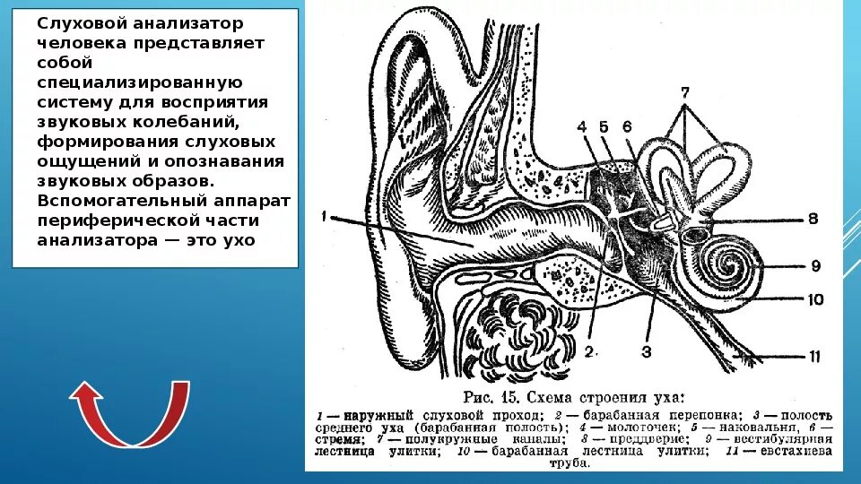 Строение уха биология 8. Строение слухового анализатора анатомия. Схема строения слухового анализатора. Строение уха 8 класс биология. Схема строения слухового анализатора 8 класс биология.