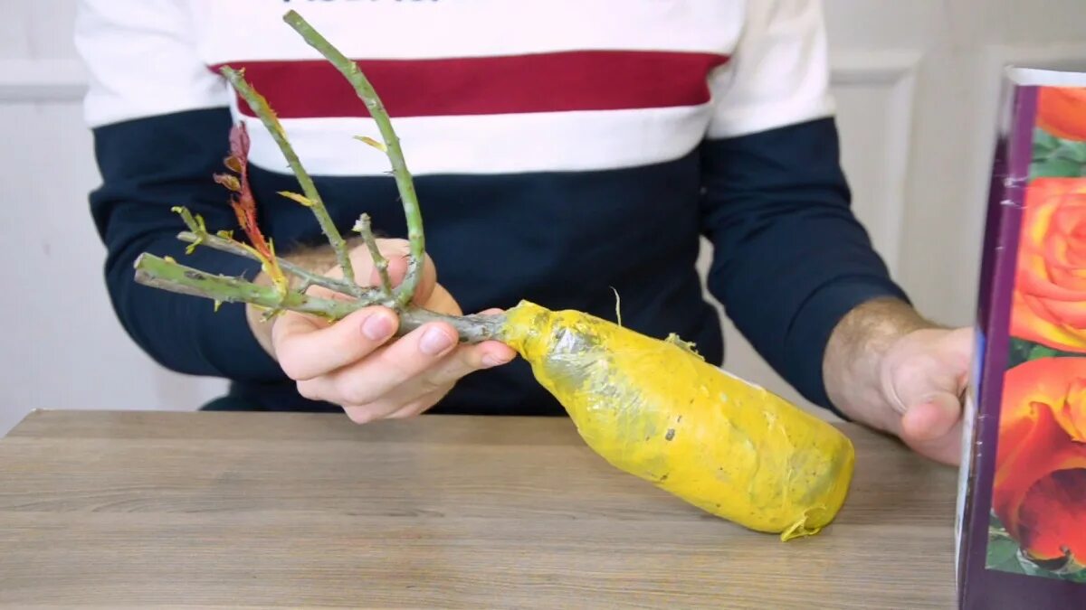 Как сохранить розы до посадки. Хранение роз до посадки.