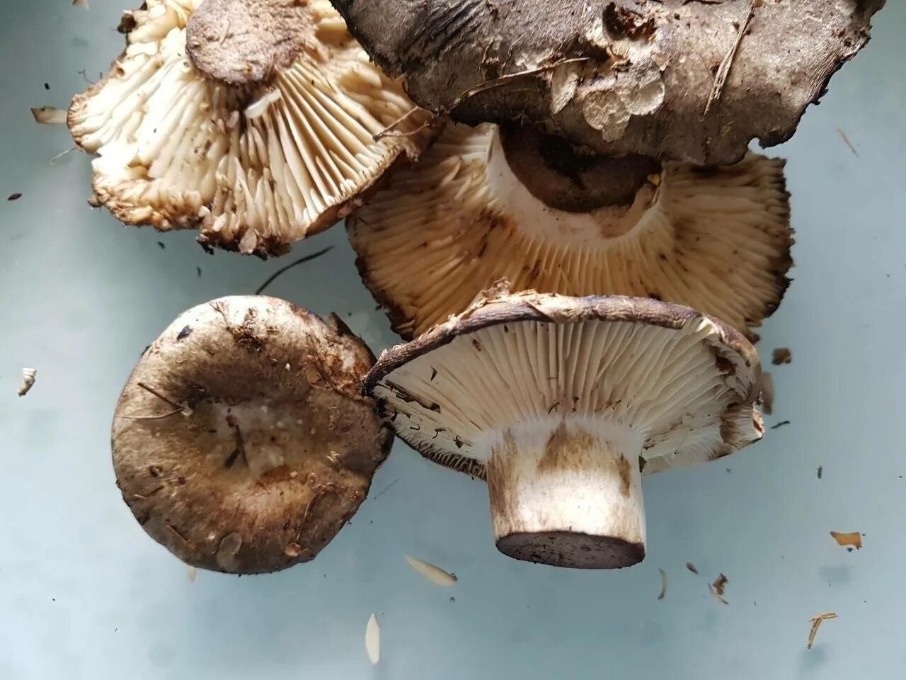 Soubor:Lactarius volemus.jpg - Wikipedie