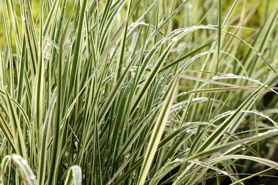 Вейник остроцветковый Overdam. Вейник остроцветковый (Calamagrostis acutiflora ‘Avalanche’). Злак Вейник Овердам. 2. Вейник остроцветковый 'Overdam'. Вейник овердам