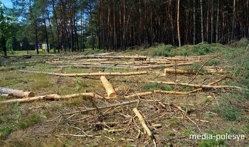 Санитарные рубки. Сплошная санитарная рубка. Сплошная рубка леса. Санитарная рубка леса. Сплошные выборочные рубки