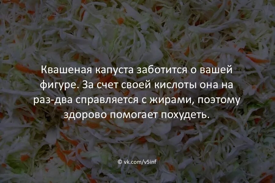 Ноябрь квашение капусты числа. Смешное про квашеную капусту. шутка про квашеную капусту. шутки про квашение капусты. юмор про квашеную капусту.