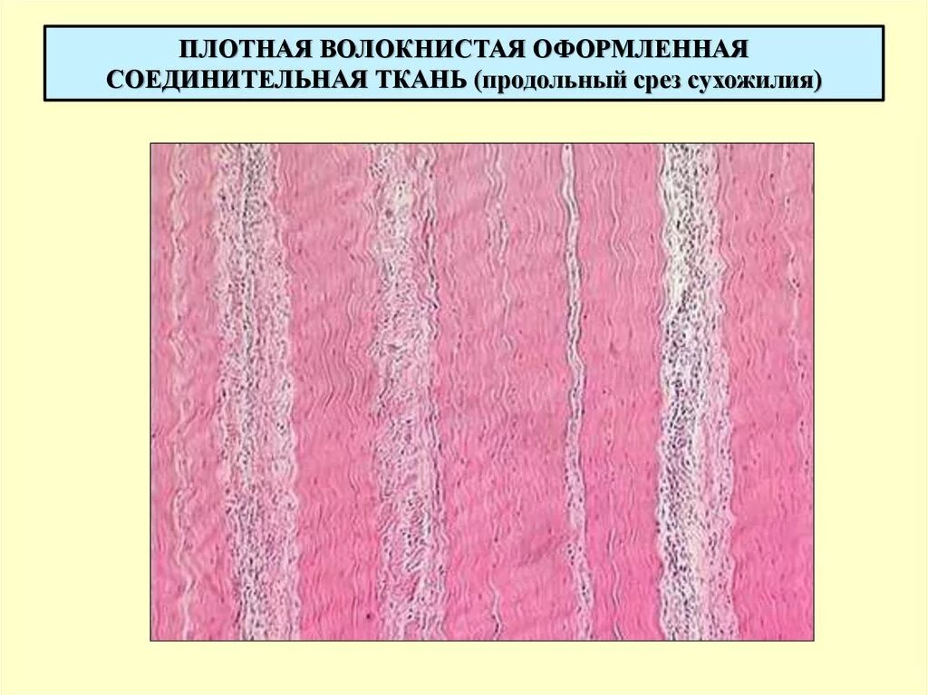 Плотная оформленная ткань. Плотная соединительная ткань гистология. Плотная волокнистая соединительная ткань сухожилия. Плотная волокнистая соединительная ткань гистология. Плотная волокнистая ткань гистология.