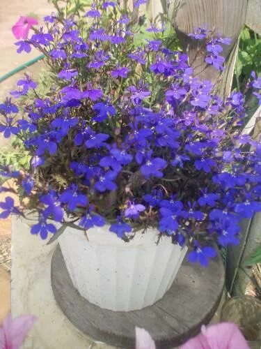 Лобелия ампельная рассада сорта. Лобелия выращивание из семян когда сажать на рассаду. Лобелия как вырастить из семян. Лобелия как вырастить из семян. Лобелия семена.