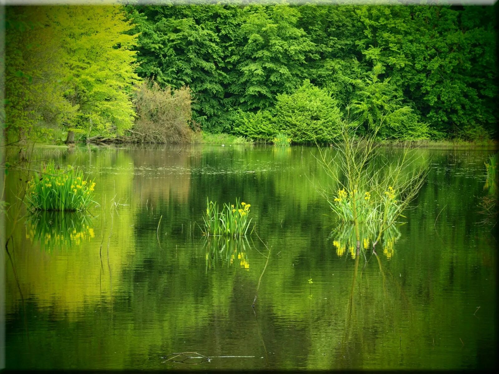 Зеленый водоем. Зеленый пруд. Зеленеет пруд. Лето сад тиволи природа. Зеленый пруд.