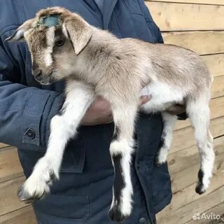 Недельные козлята