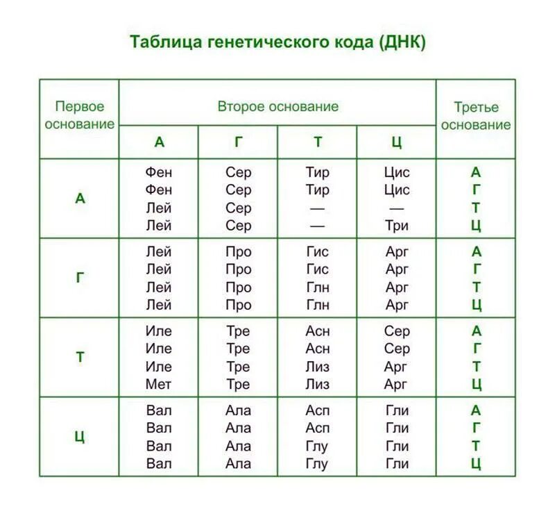 Генетический код кодоны и РНК таблица. Таблица генетического кода ДНК. Аминокислоты ДНК И РНК таблица. Таблица аминокислот и триплетов.