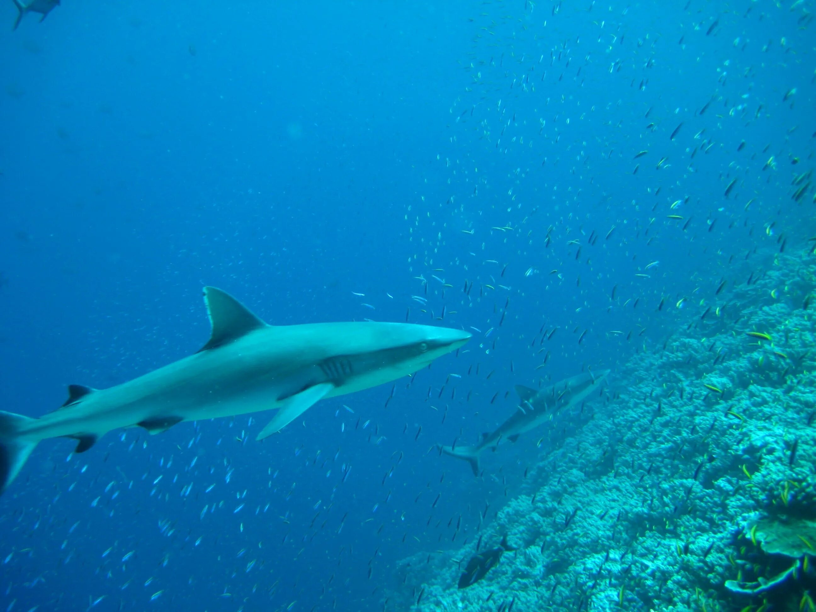 Никтон. Carcharhinus amblyrhynchos. Carcharhinus albimarginatus. Карибская рифовая акула. Нектон.